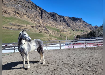 Paint Horse Mestizo, Yegua, 9 años, 165 cm, Pío