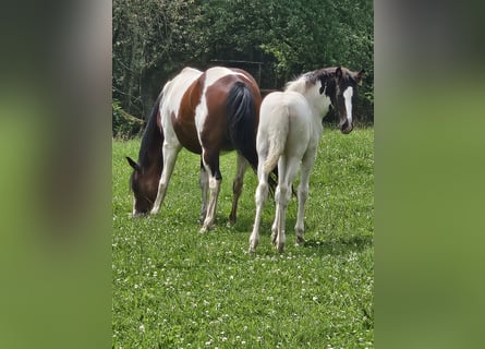 Paint Horse Mestizo, Yegua, Potro (05/2024), 150 cm, Pío