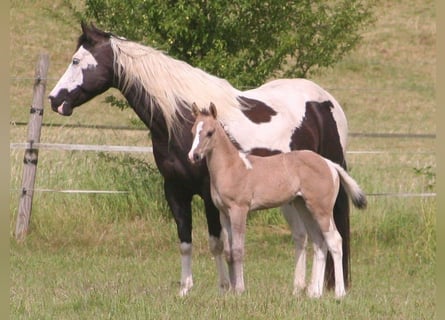 Paint Horse, Yegua, , 152 cm, Grullo