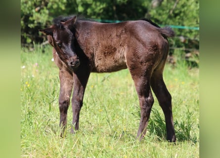 Paint Horse, Yegua, Potro (04/2024), 152 cm, Ruano azulado