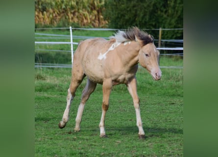 Paint Horse, Yegua, Potro (03/2024), 155 cm, Champán