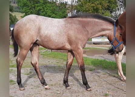 Paint Horse, Yegua, Potro (03/2023), 158 cm, Castaño-ruano