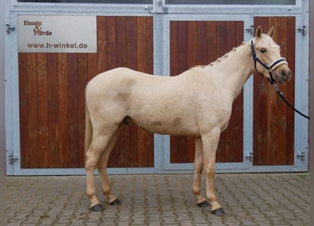 Palomino, Caballo castrado, 3 años, 145 cm