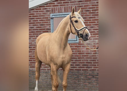 Palomino, Caballo castrado, 5 años, 171 cm, Palomino