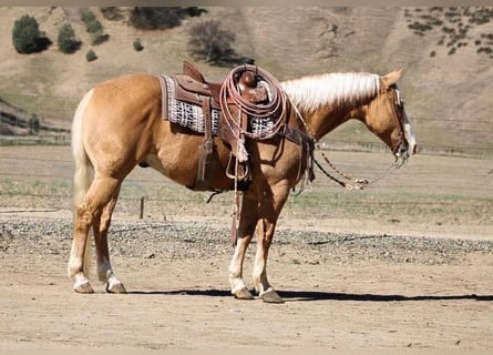 Palomino Mestizo, Caballo castrado, 7 años, 152 cm, Palomino