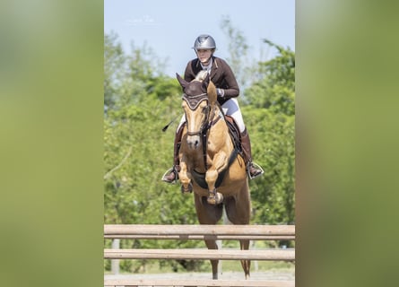 Palomino, Caballo castrado, 8 años, 162 cm, Palomino