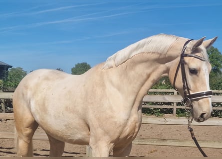 Palomino, Castrone, 4 Anni, 168 cm, Palomino