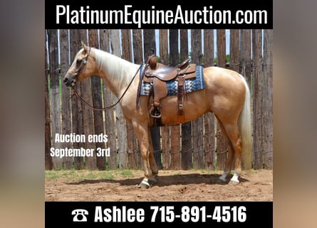 Palomino, Gelding, 5 years, 16.1 hh, Palomino