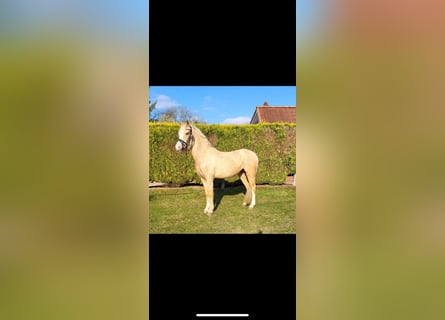 Palomino, Giumenta, 4 Anni, 140 cm