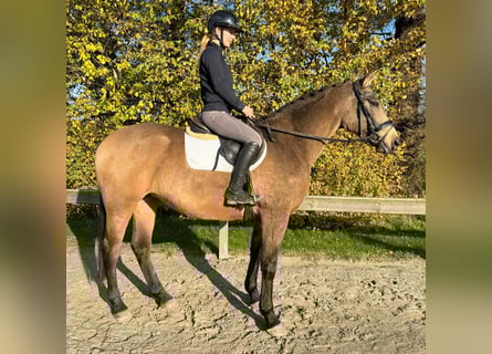 Palomino, Giumenta, 4 Anni, 166 cm, Falbo