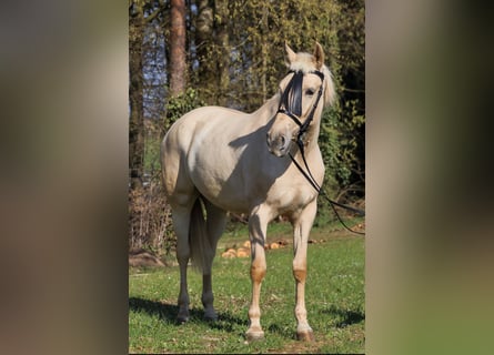 Palomino, Giumenta, 5 Anni, 162 cm, Palomino