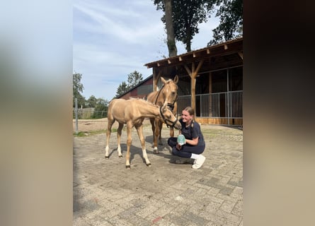 Palomino, Hengst, 1 Jaar, 135 cm, Palomino