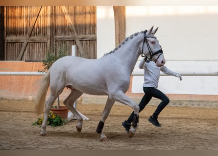 Palomino, Hengst, 3 Jaar, 167 cm, Cremello