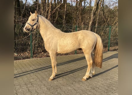 Palomino, Hengst, 3 Jahre, 140 cm, Palomino