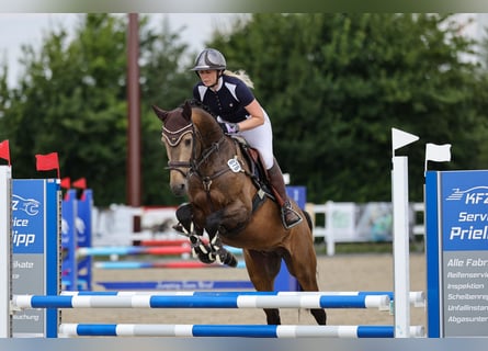 Palomino, Hengst, 5 Jahre, 161 cm, Braunfalbschimmel
