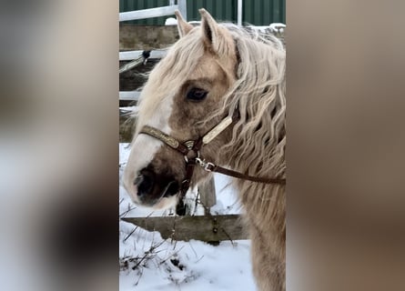 Palomino, Hongre, 13 Ans, 133 cm, Palomino