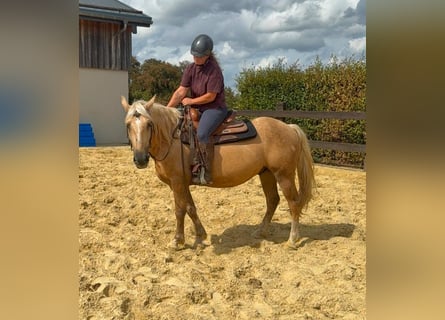 Palomino, Hongre, 3 Ans, 150 cm