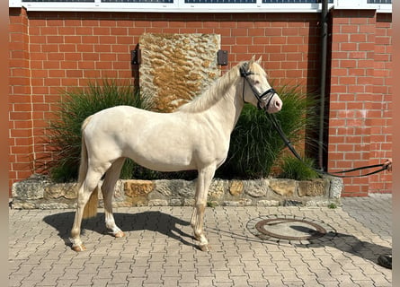 Palomino, Jument, 3 Ans, 141 cm, Palomino