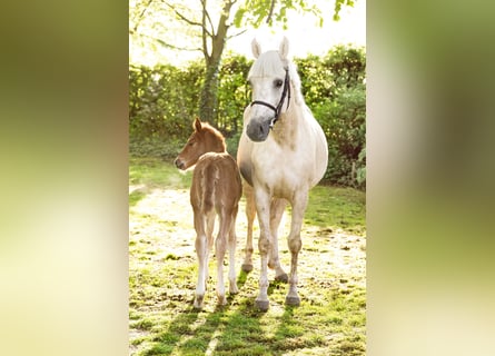 Palomino, Jument, 4 Ans, 168 cm, Perle