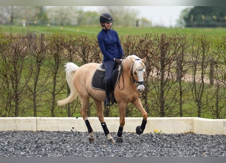Palomino, Jument, 7 Ans, 142 cm, Palomino