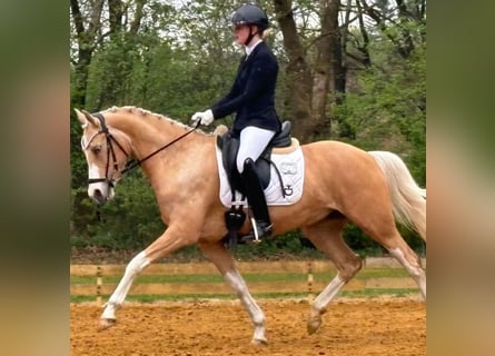Palomino, Jument, 9 Ans, 148 cm, Palomino