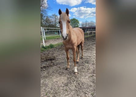 Palomino, Klacz, 19 lat, 143 cm, Izabelowata