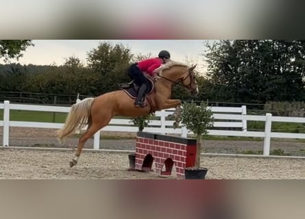 Palomino, Klacz, 4 lat, 162 cm, Izabelowata