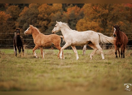 Palomino, Mare, 2 years, 15,1 hh, Palomino