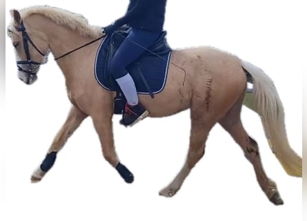 Palomino, Mare, 4 years, 14 hh, Palomino