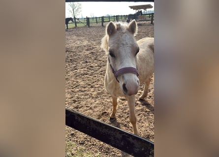 Palomino, Mare, 6 years, 11,1 hh, Palomino