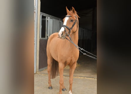 Palomino, Mare, 6 years, 14,1 hh, Chestnut-Red