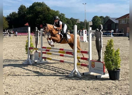 Palomino, Merrie, 19 Jaar, 143 cm, Palomino