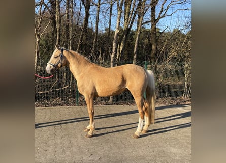 Palomino, Ogier, 4 lat, 147 cm, Izabelowata