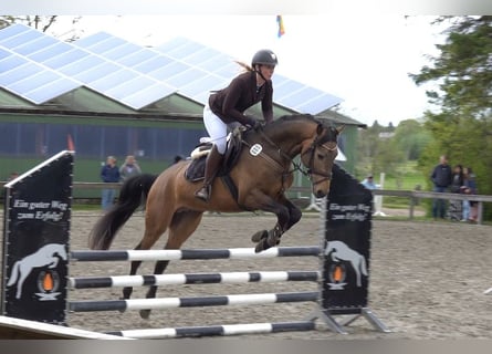 Palomino, Ogier, 5 lat, 160 cm, Formy Brown Falb
