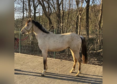 Palomino, Stallone, 2 Anni, 143 cm