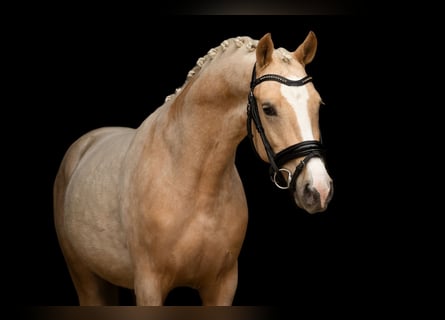 Palomino, Stallone, 3 Anni, 146 cm, Palomino
