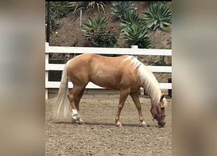 Palomino, Stute, 16 Jahre, 142 cm, Palomino