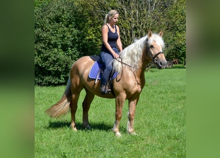 Palomino Mix, Stute, 3 Jahre, 155 cm, Palomino