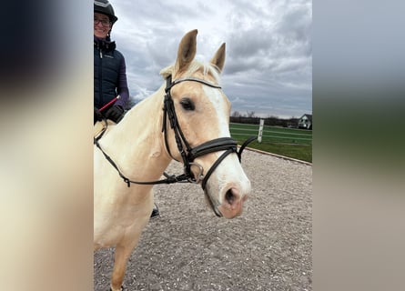 Palomino, Valack, 5 år, 148 cm, Palomino