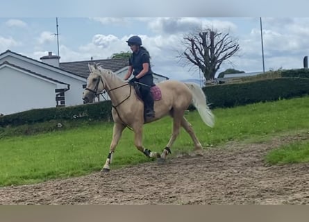 Palomino, Wałach, 4 lat, 163 cm, Izabelowata