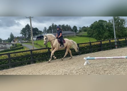 Palomino, Wałach, 4 lat, 173 cm, Izabelowata