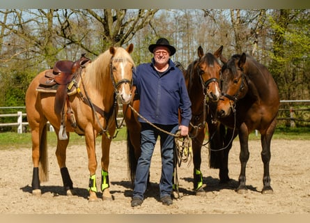 Palomino, Wallach, 13 Jahre, 161 cm, Palomino