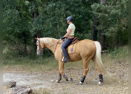 Palomino, Wallach, 13 Jahre, 161 cm, Palomino