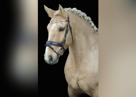 Palomino, Wallach, 14 Jahre, 160 cm, Palomino