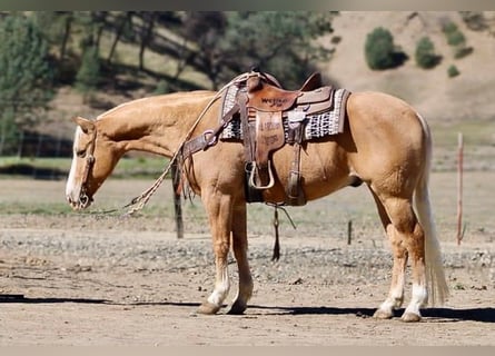 Palomino, Wallach, 7 Jahre, 60 cm, Palomino