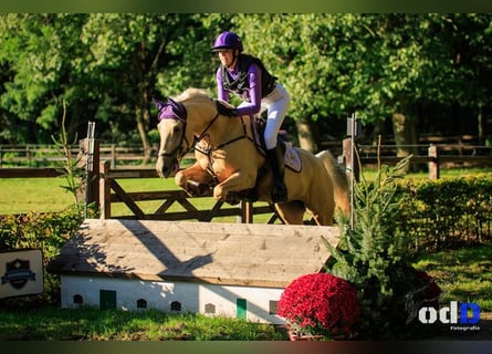 Palomino, Yegua, 9 años, 148 cm, Palomino