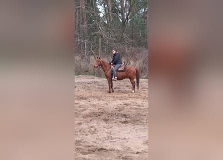 Partbred árabe, Caballo castrado, 12 años, 145 cm, Alazán