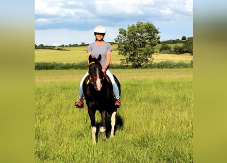 Partbred árabe, Caballo castrado, 4 años, 146 cm, Negro