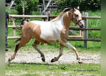 Partbred árabe, Caballo castrado, 4 años, 150 cm, Buckskin/Bayo