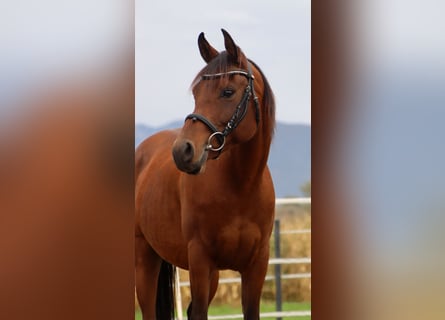 Partbred árabe, Caballo castrado, 7 años, 147 cm, Castaño